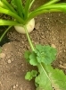「美味しいお野菜の情報です【採れたてご褒美便】」