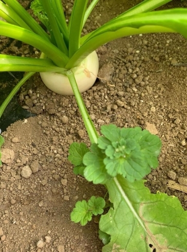 「美味しいお野菜の情報です【採れたてご褒美便】」