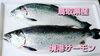 「○本日のお刺身○【島根県産アジ】【鳥取県産境港サーモン】」