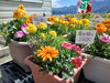 「5月10日は母の日！感謝の気持を込めて、お花を贈りませんか。」