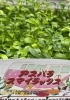 「入荷のお知らせ」