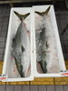 「冬の味覚の競演！「松葉ガニ」と「セコガニの甲羅盛」が登場」