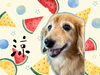 「Dog salon mofu mofu　余市町」