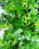 「観葉植物の仕入れ日です」