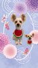 「Dog salon mofu mofu　余市町」