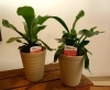 ビカクシダ「涼しさ感じる観葉植物♪」
