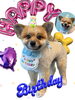 「Dog salon mofu mofu　余市町」