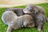 「ミニチュアダックス子犬情報」