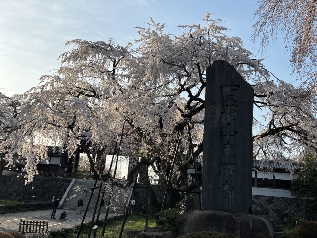 2023年　見頃の頃の写真「東郷寺しだれ桜　2024年の開花情報」