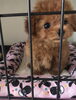 ドアップ(笑)すずちゃん^o^「ぱぱ＆まま募集　（╹◡╹）」