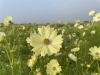 21年10月15日撮影 コスモス開花状況 コスモスアリーナふきあげ 埼玉県鴻巣市 こうのす広場編集部 Topics こうのす広場 鴻巣市