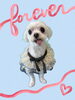 「Dog salon mofu mofu　余市町」
