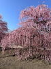 「鈴鹿の森庭園の梅！」