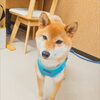 まるちゃん「今日のお友達」