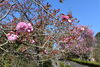 桜「今月の休館日」