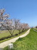 店の側の桜並木。綺麗です。「桜満開…」