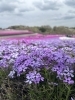 市貝町の芝桜公園「五月の定休日のお知らせ」