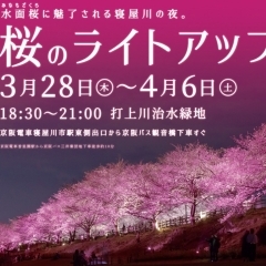 打上川治水緑地　北側遊歩道　桜のライトアップ！　