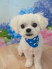 マルくん🧸「✂️⸒⸒トリミング🐶🐾出雲市斐川町✨」