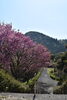桜「今月の休館日」