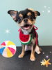 「お友達♡ Dog salon mofu mofu 余市町」