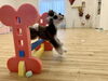 Ｈこなつちゃんジャンプ😃「ましゅまろ幼稚園🐾」