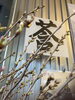 「まだまだ！つぼみの桜‼️」