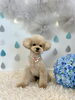 ぽんかんくん「わんこと梅雨☔️」