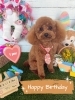 トイプードル　カット「🐶パピヨン、トイプードル、トリミングのお友達🐣」