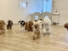 みんな〜走るよ〜💨「ましゅまろ幼稚園🐾」