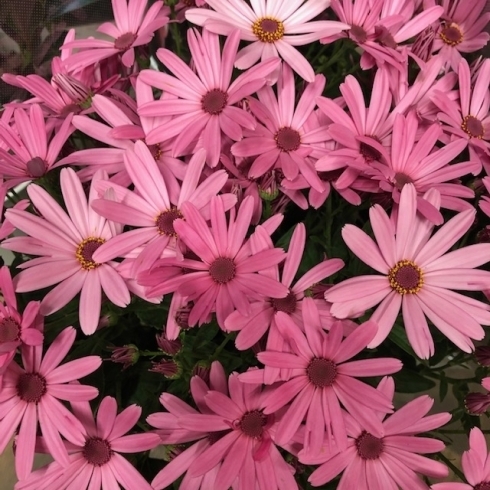 花持ち抜群のサイネリア 花と緑のお店 くにきよ 岩国店のニュース まいぷれ 岩国 柳井 周防大島 和木 大竹 花持ち抜群のサイネリア 花と緑のお店 くにきよ 岩国店のニュース まいぷれ 岩国 柳井 周防大島 和木 大竹