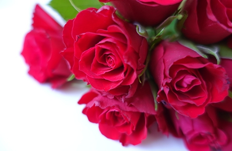 大切な人への贈り物に 伊奈町でおすすめの花屋さん まとめ いなナビ編集部おすすめのお店まとめ いなナビ 伊奈町 大切な人への贈り物に 伊奈町でおすすめの花屋さん まとめ いなナビ編集部おすすめのお店まとめ いなナビ 伊奈町