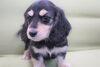 「ミニチュアダックス子犬情報」