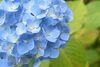 淡いブルーが素敵ですね！「紫陽花が見頃です♪」