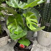 「沢山の観葉植物が入荷しております🍃」
