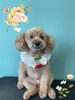 「Dog salon mofu mofu　余市町」