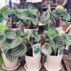 人気のスイカぺぺ入荷しました「【はなやホック皆生店】アジサイ、観葉植物入荷しました」