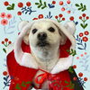 「Dog salon mofu mofu　余市町」