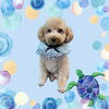 「Dog salon mofu mofu　余市町」