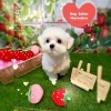 マルチワ　カット「🐶トイプードル、チワマル、シュナウザー、トリミングのお友達🍓」