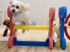 理玖くんジャンプ😃「ましゅまろ幼稚園🐾」