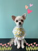 「Dog salon mofu mofu 余市町」