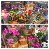 「【はなやHOK皆生店】新しい鉢を入荷しました！」