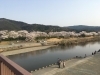 五十鈴川河川敷周辺 伊勢市 さくら特集 お花見スポット情報21 まいぷれ 伊勢