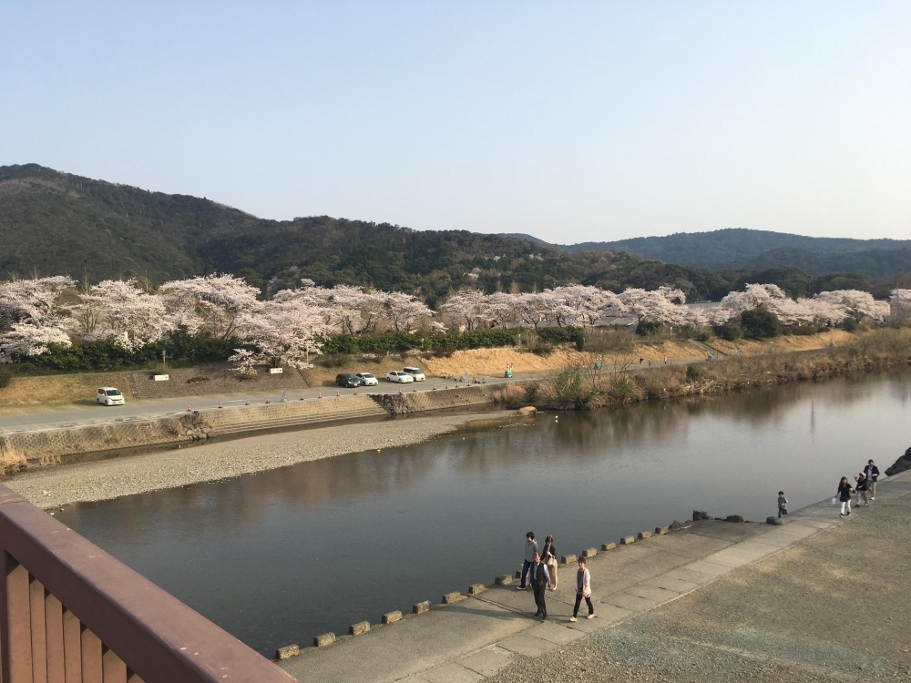 五十鈴川河川敷周辺 伊勢市 さくら特集 お花見スポット情報21 まいぷれ 伊勢