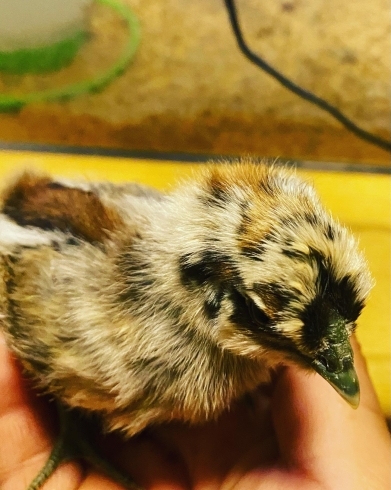 「豹柄の烏骨鶏が誕生【静岡県で卵直売の事なら悠々ファームへ】」