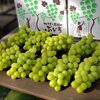 「西条市「ゆきもと農園」で8月15日より、ぶとうの販売が開始されます！」