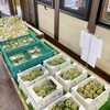 「信州産『旬の果物』入荷します！道の駅木曽福島」