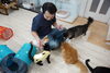 フレンドリーな猫ら②「「いるまeスマイルチケット」加盟店になりました。【入間市・猫カフェ・いるまeスマイルチケット・おむすび通貨・ポイントカード・おやつタイム・保護仔猫・譲渡・猫・ラグドール・ノルウェージャン・マンチカン・アメショー・スコティッシュ・三毛猫]」