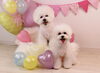 スマイル「Anniversary photo　(^O^)／」